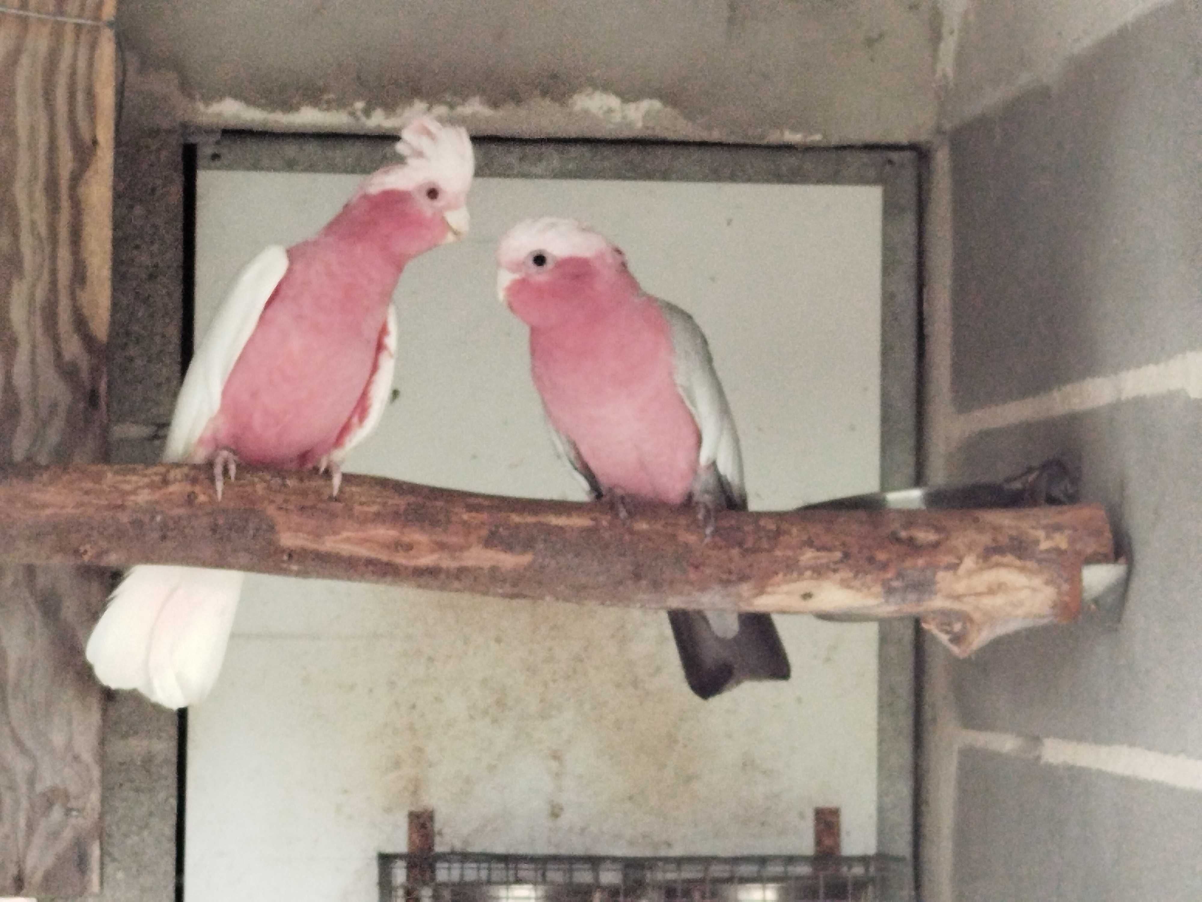 Cacatuas Galah  _ Ochrocephalas_tucanos