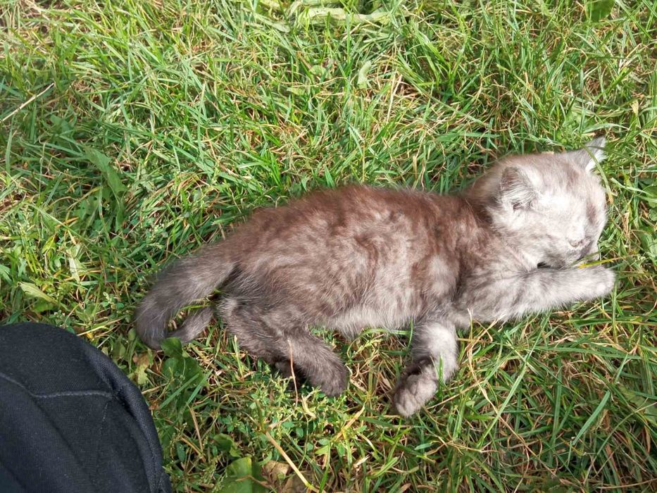 Віддамо кошенят в добрі руки