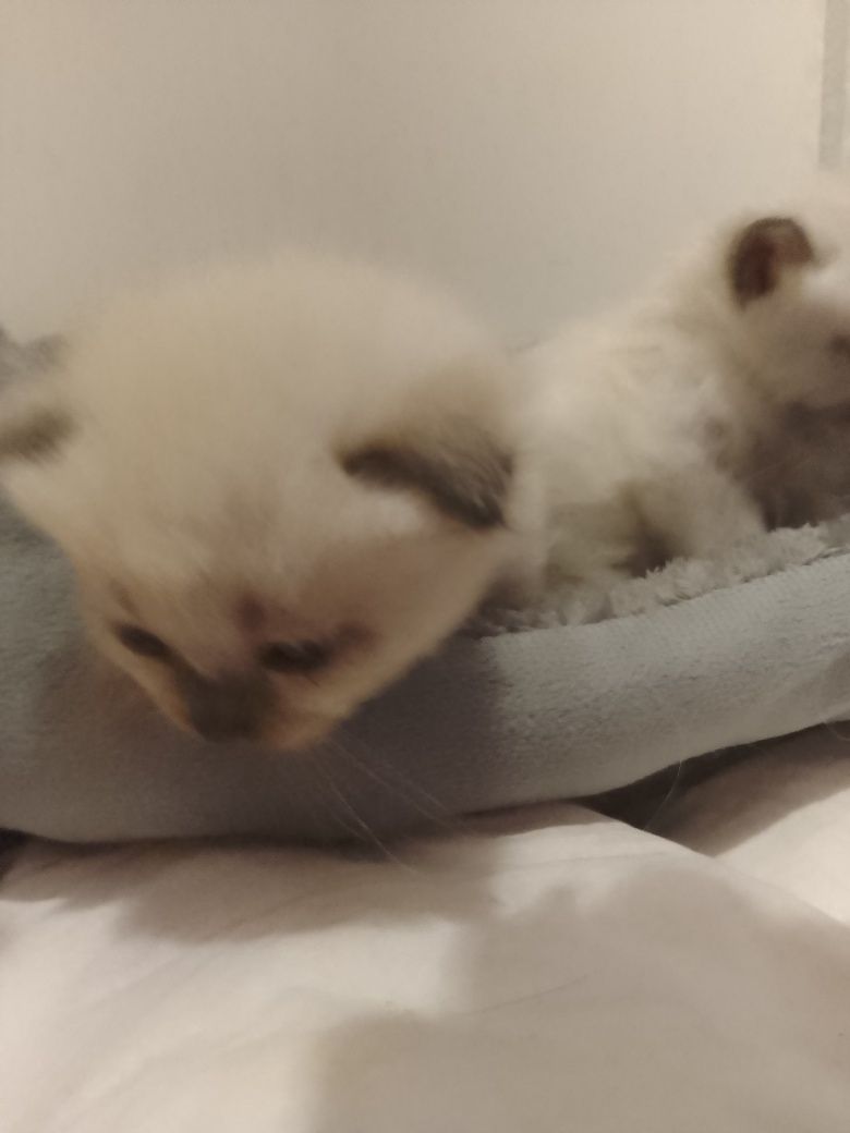 Британські котики