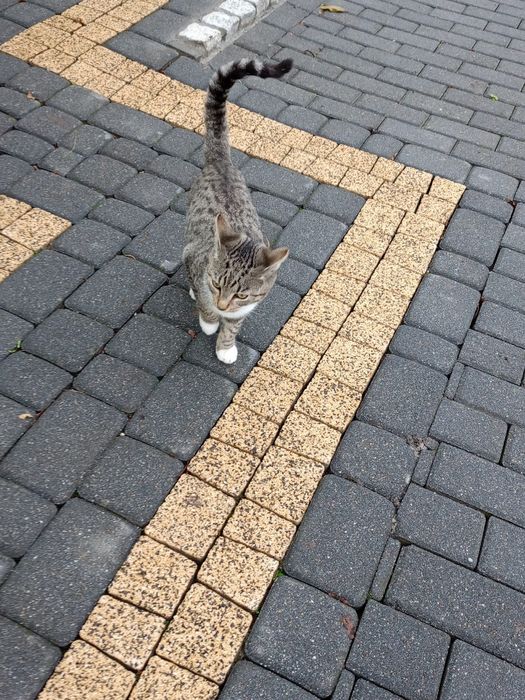 Kotki małe  do oddania