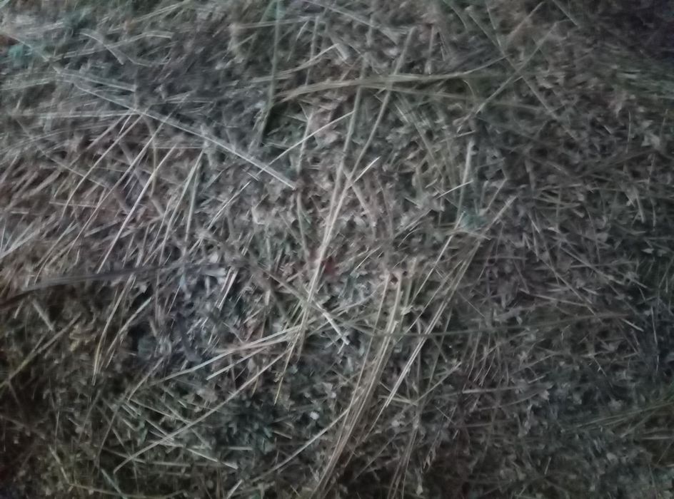 Продам сіно люцерка