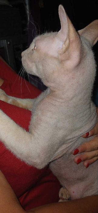 Кот сфинкс 1.5года