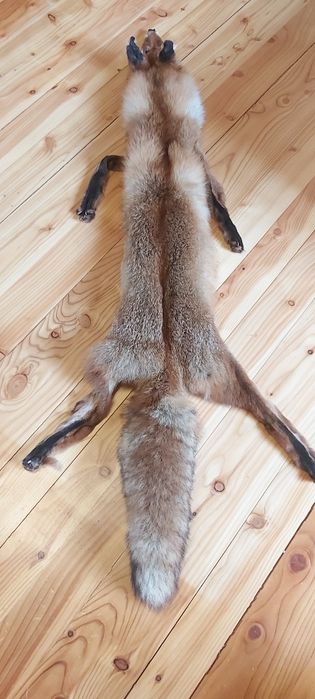 Skóra lisa europejskiego