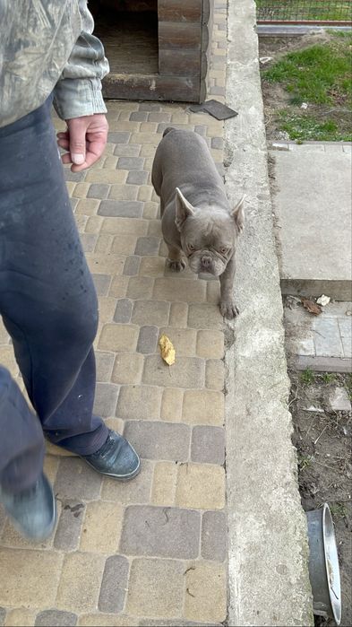 Вязка французского бульдога