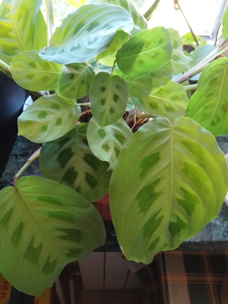 Tricolor maranta