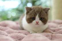 Macho  British Shorthair com LOP