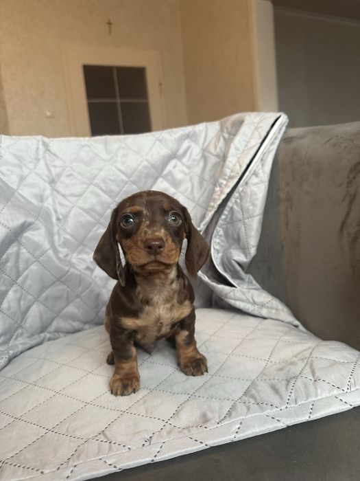 Jamnik krótkowłosy miniaturowy