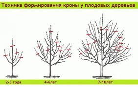 Обрезка деревьев в Вашем Саду.