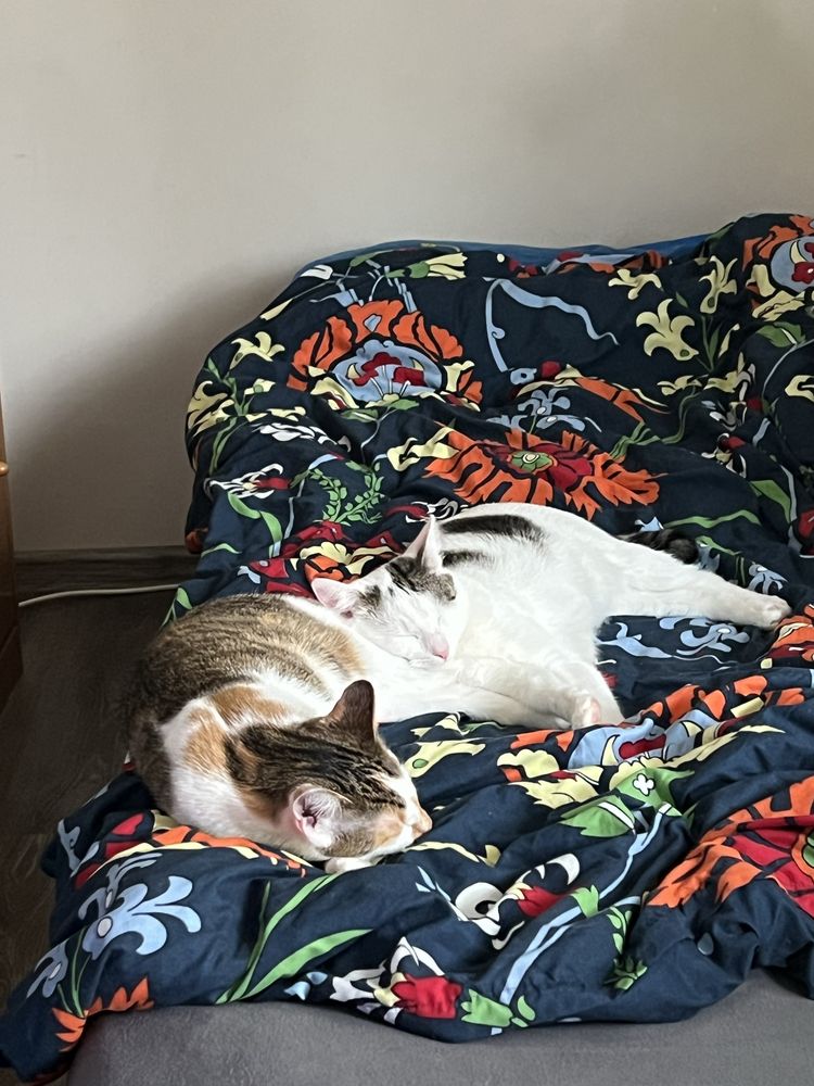 Dwie kotki szukają domu