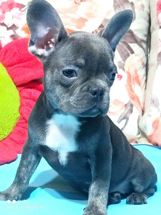 Голубые француженки.