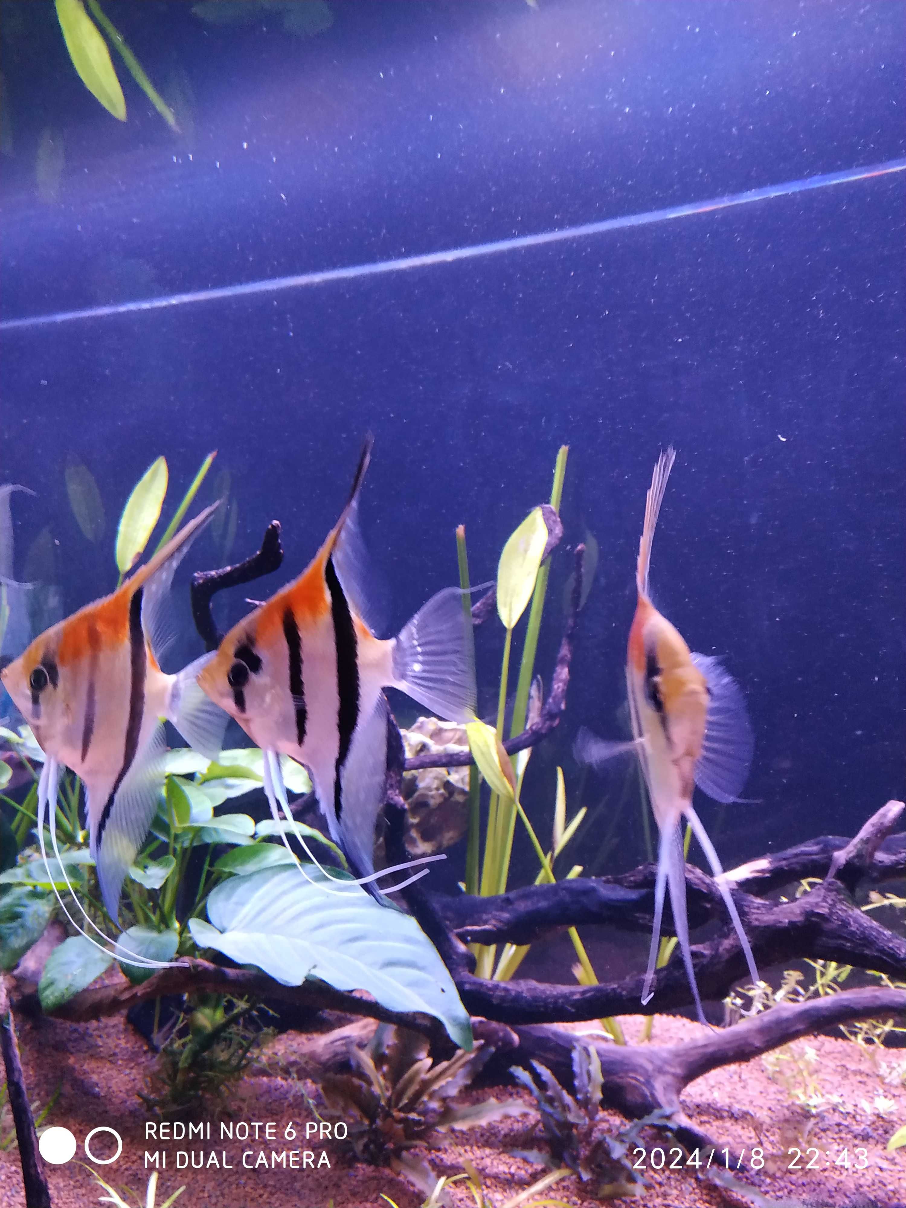 Vendo/troco aquários,ancistrus, escalares ,hypancistrus,plantas