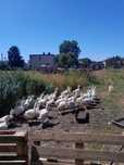 Sprzedam kaczki pekin