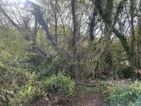 Limpeza e desflorestação de terrenos
