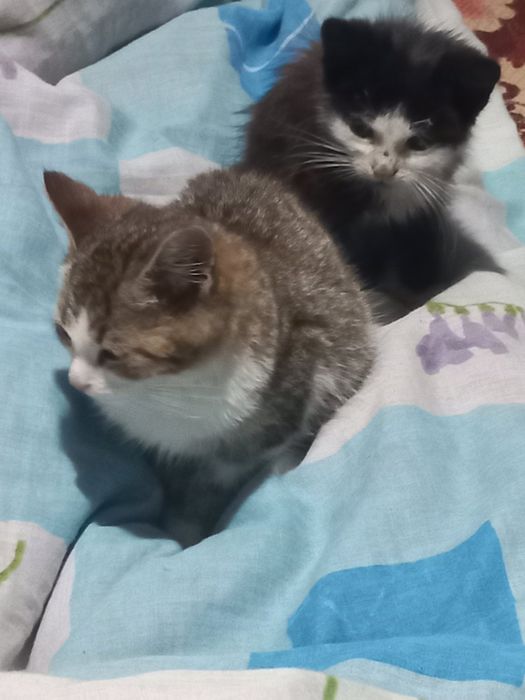 Кошенятка в хороші руки