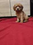 Cavapoo F1 śliczna dziewczynka