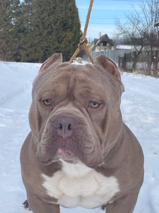 American Bully poket