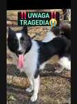 Tragedia! - SUZI traci dom