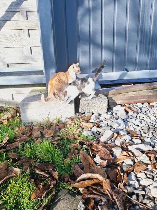 Oddam w dobre ręce , piękne kotki