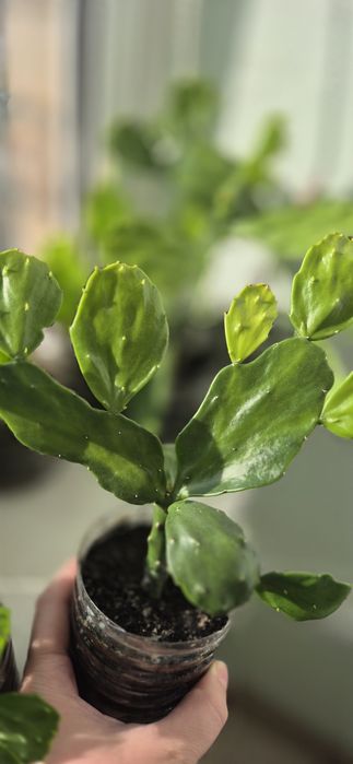 Кактус опунция, опунція