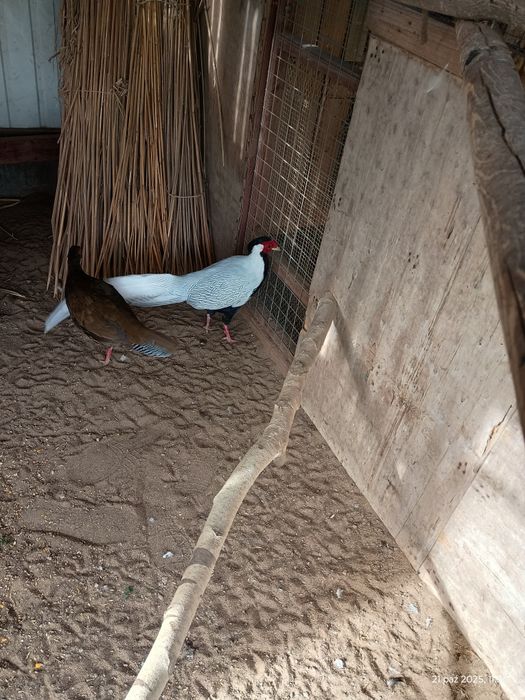 Bażanty kiścia srebrzystego