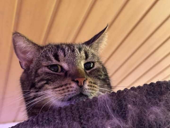 Tak bardzo pragnie człowieka! KOT KOCUR KOCUREK do adopcji