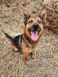 Sunia Mucha do adopcji