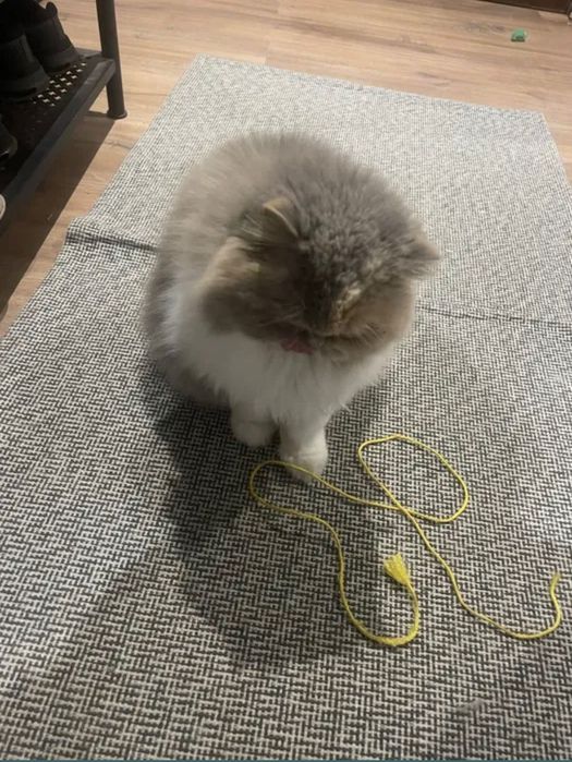 Pet sitting acessível: estadias, visitas, passeios e pet táxi.