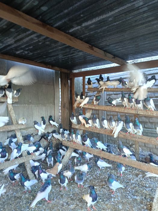 Lot Murzynow Warszawskich