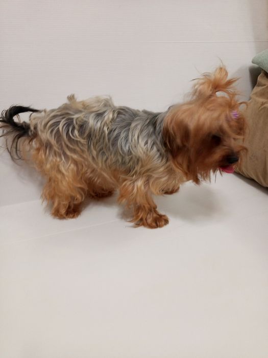 Красуня,міні Йоркширка в розведення.