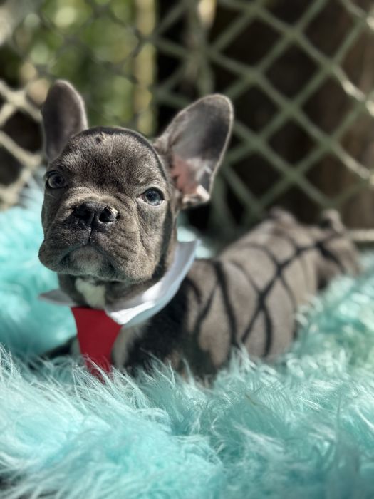 Bulldog Francês macho
