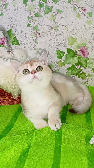 Шикарная прямоухая девочка золотая шиншилла