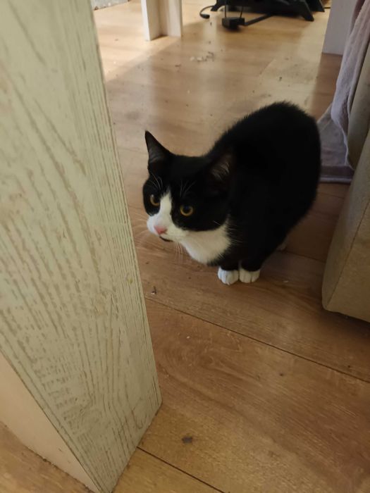 bezdomny kotek do pilnej adopcji !