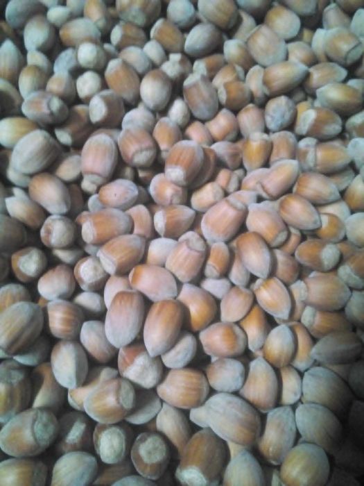 orzechy laskowe Cosford 10 kg