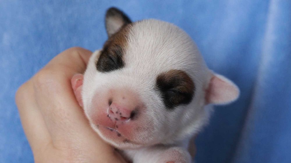 Szczenię Jack Russell Terrier z hodowli "BREFIO" /bad. genetyczne