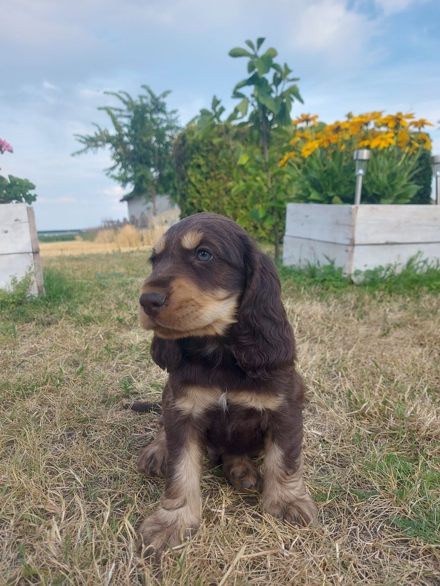 Cocker spaniel CHŁOPIEC