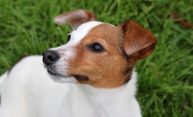 SUCZKA Jack Russell Terrier / BREFIO/ komplet szczepień