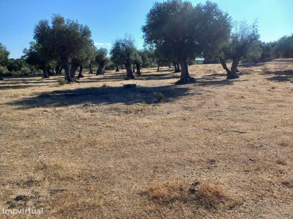 Terreno com Vista Panorâmica em Lardosa, Castelo Branco
