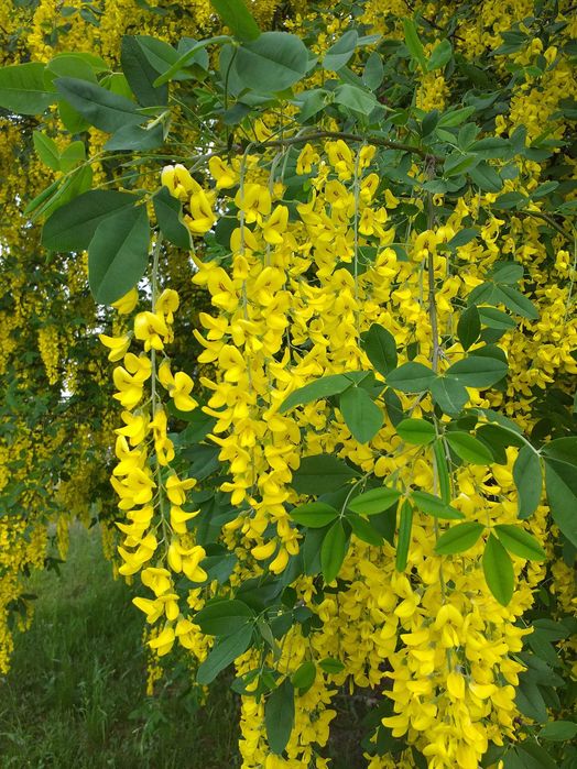 Złotokap sadzonki roczne