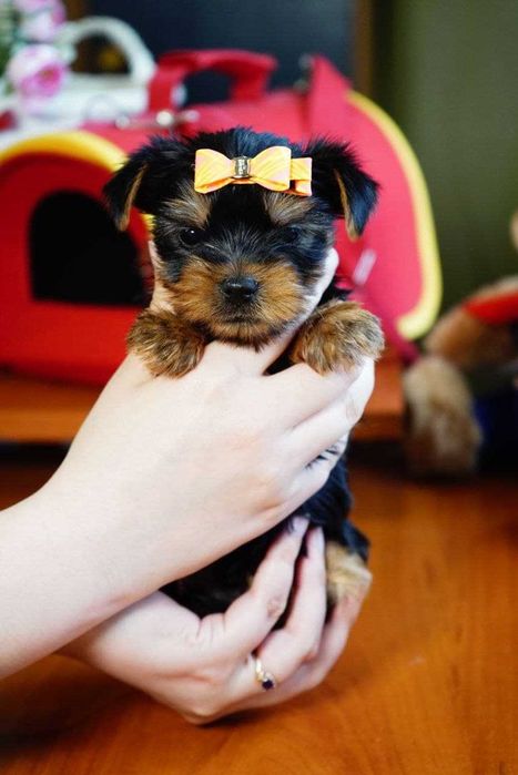 Шикарні пупсики йорки