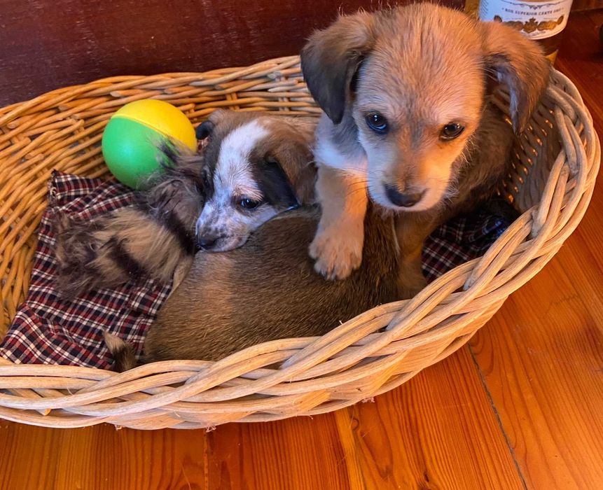 Pilne! dwa piękne szczeniaki uratowane od rozmnażacza do adopcji Konin