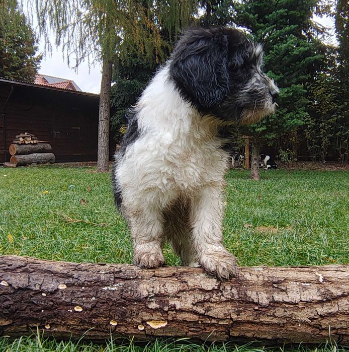 Suczka Polski Owczarek Nizinny FCI - Polish Lowland Sheepdog PON