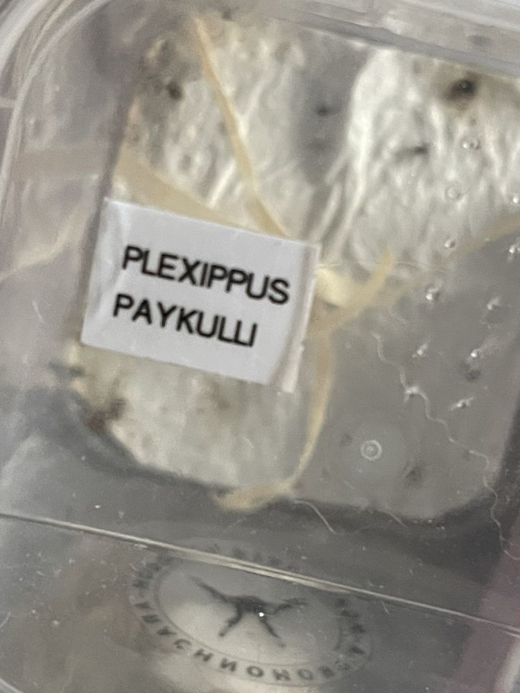 Skakun Plexippus paykulli