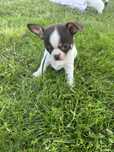 Chihuahua piesek do odbioru