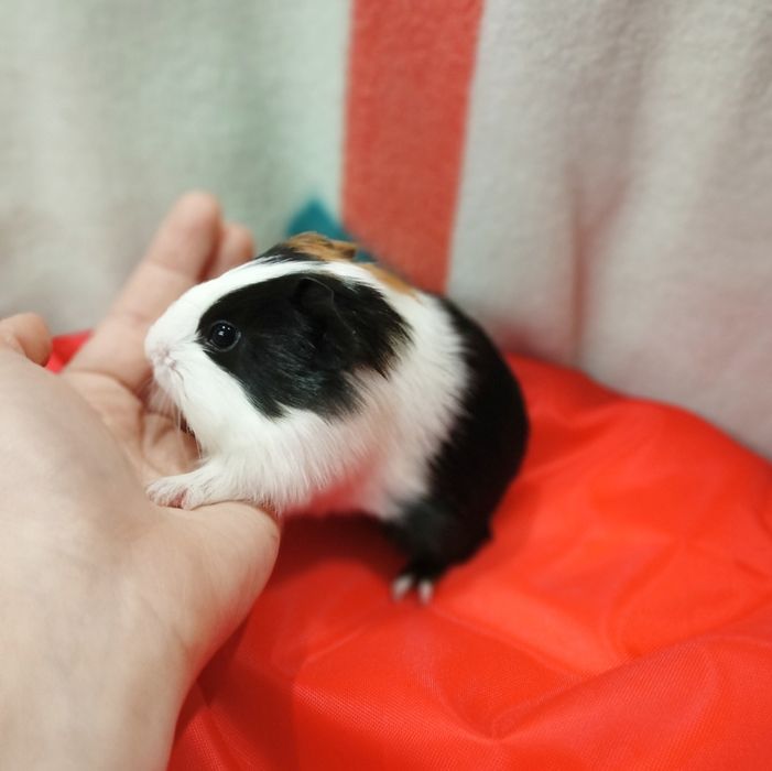 Maleńkie świnki morskie ,mix kolor,Słodkie Maleństwa-Sklep Zoologiczny