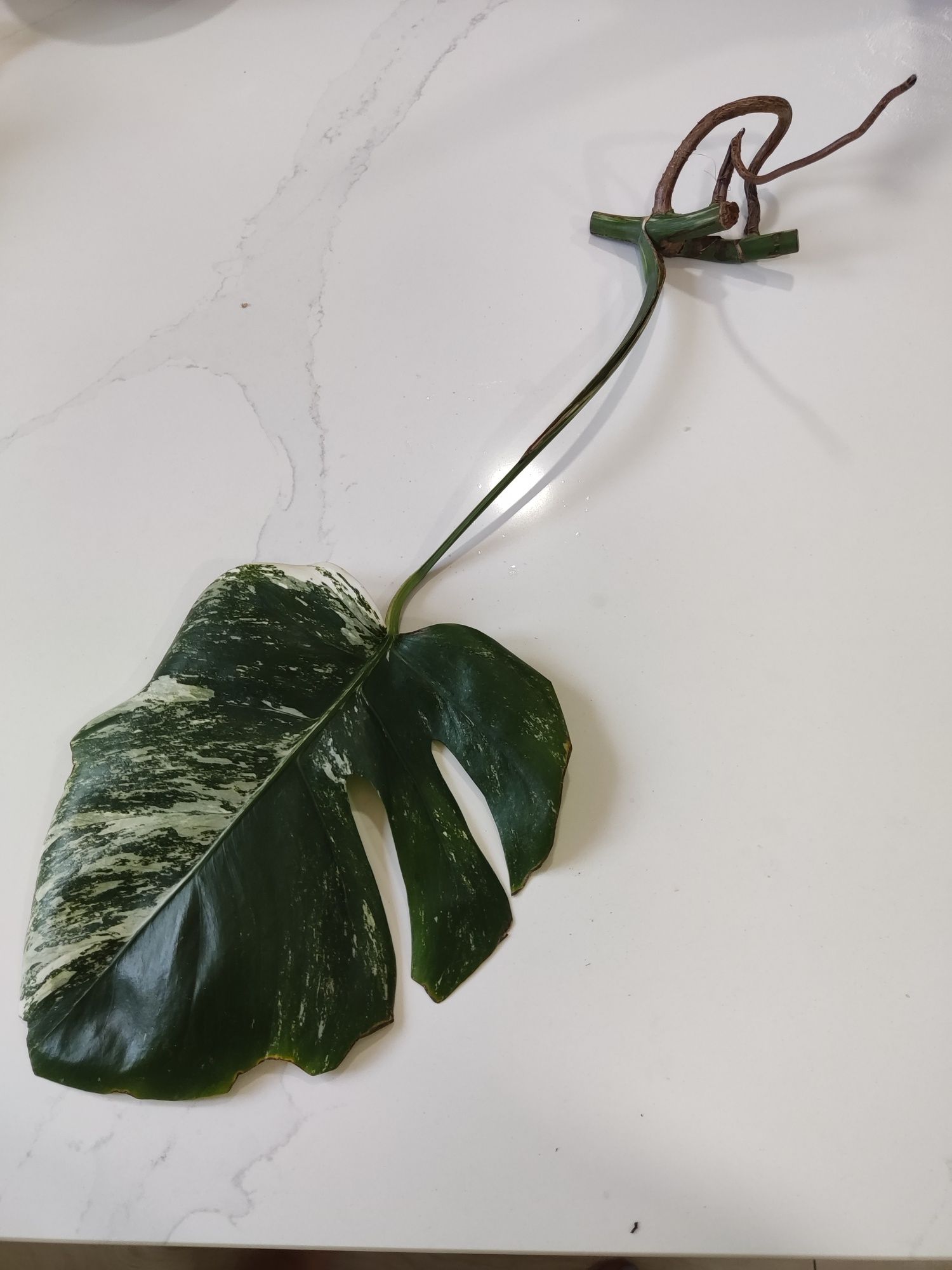 Monstera Variegata