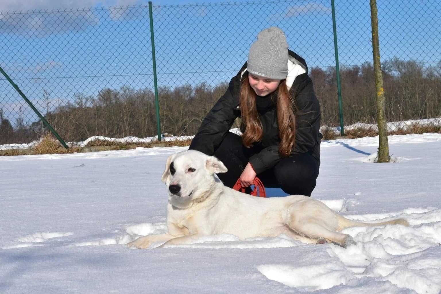 Dogo do adopcji!