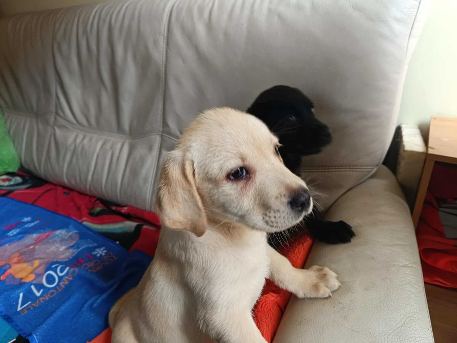 Labrador szczeniak [Bielsko-Biała]