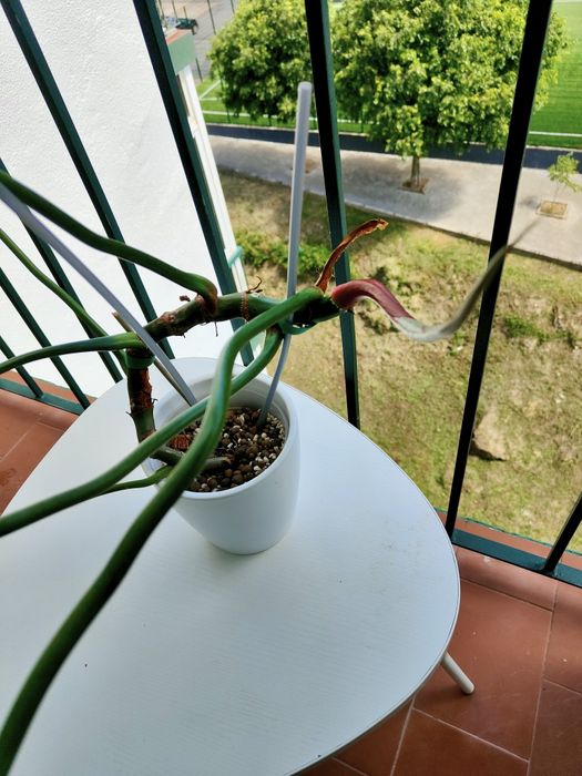 Philodendron McDowell // planta rara interior