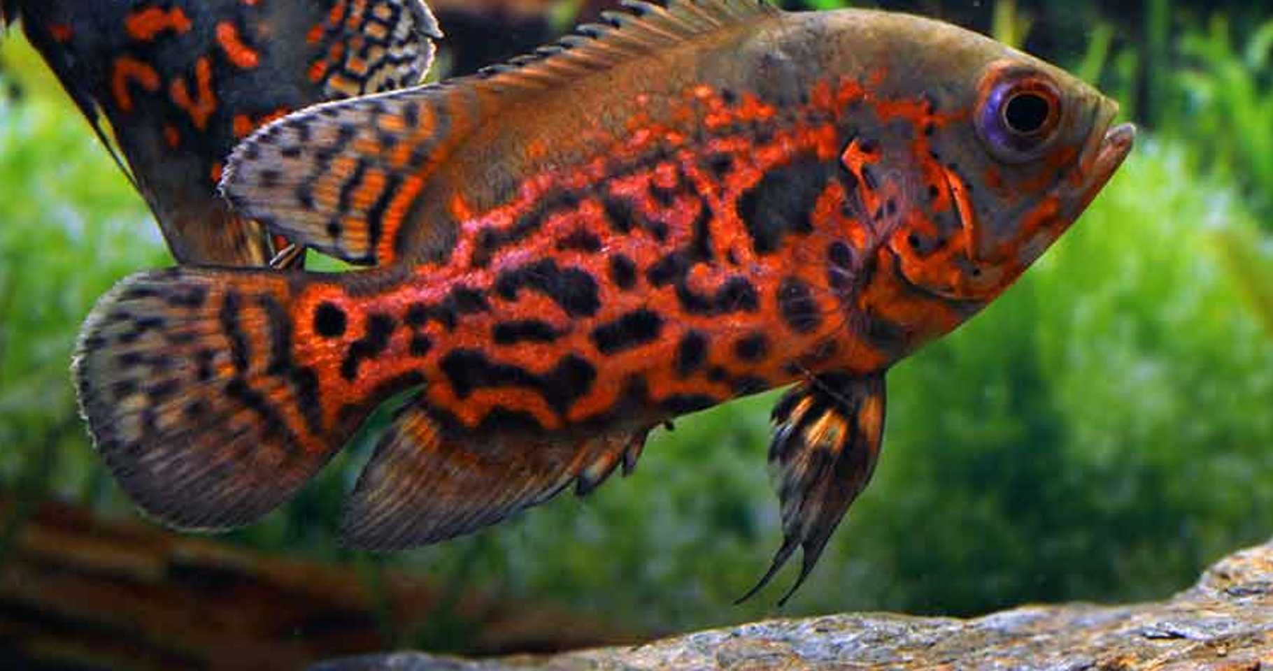 Pielęgnica pawiooka odmiana RED TIGER - Astronotus - dowóz, wysyłka