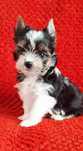 York Biewer Yorkshire Terrier malutki piesek rod 4 pok Zhpr Uci